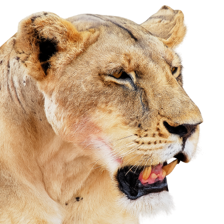 Löwe links – Franque Safari King