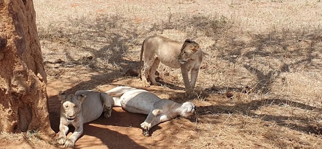 Elefanten im Amboseli mit Kilimandscharo
