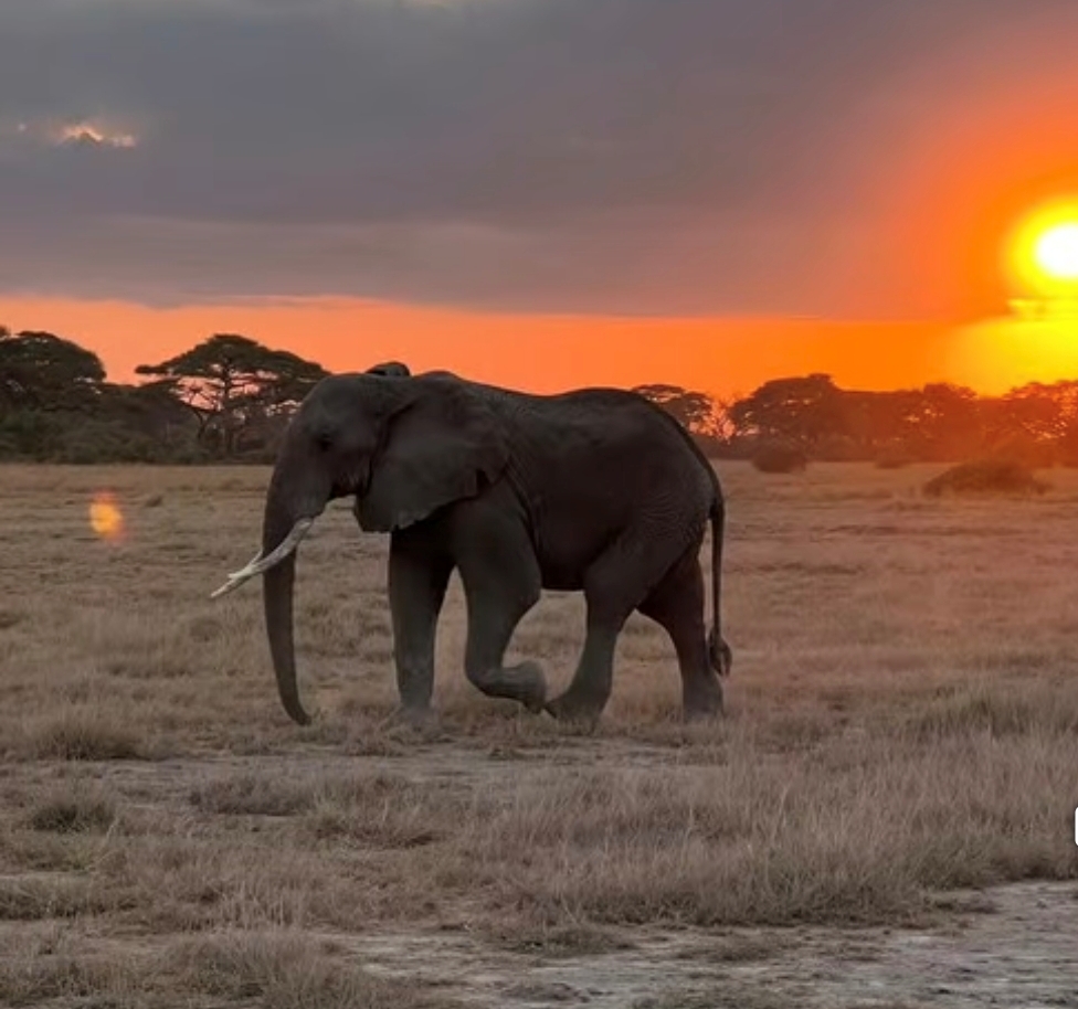 Lake Nakuru mit Flamingos