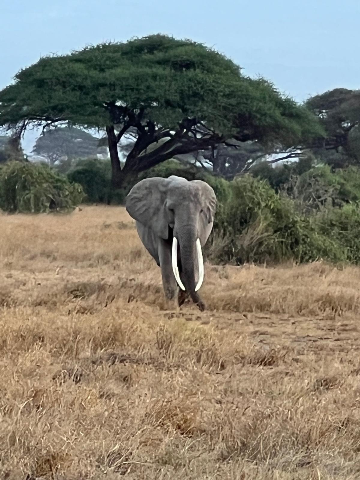 Flugsafari Masai Mara – Wildtierbeobachtung von oben