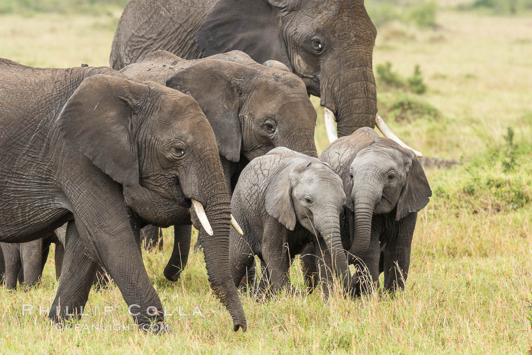 Elephant herd in the Masai Mara