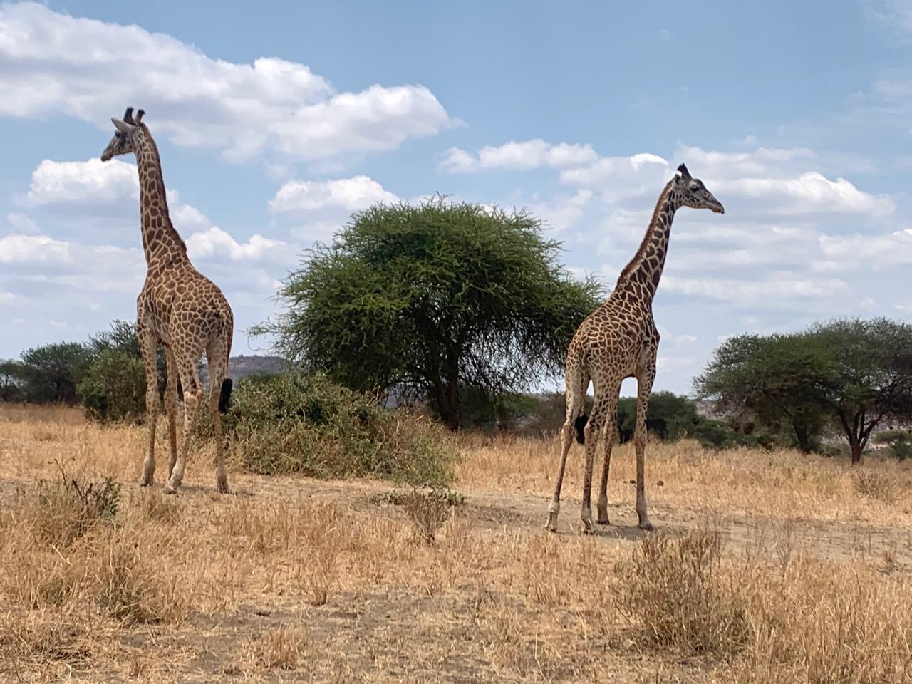 Giraffe in Amboseli National Park