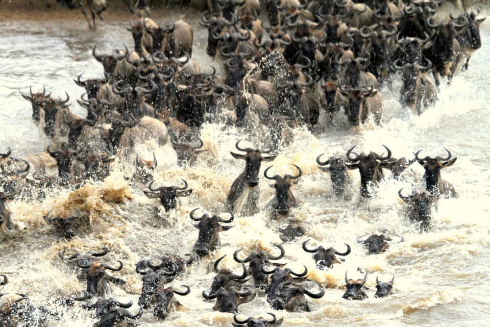 Wildebeest in the Masai Mara