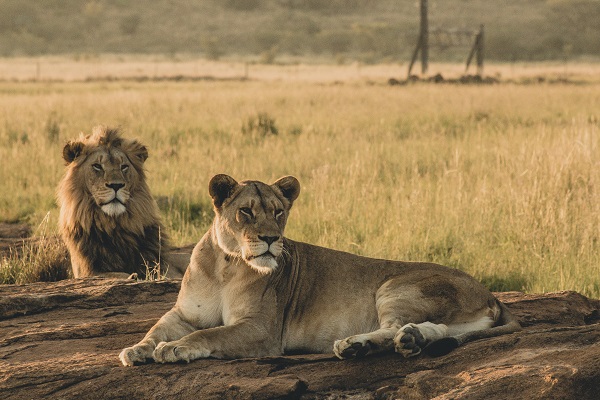 Lions in the Masai Mara